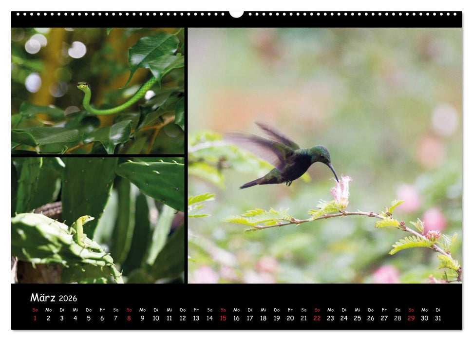 Dominikanische Republik Land & Leute (CALVENDO Premium Wandkalender 2026)