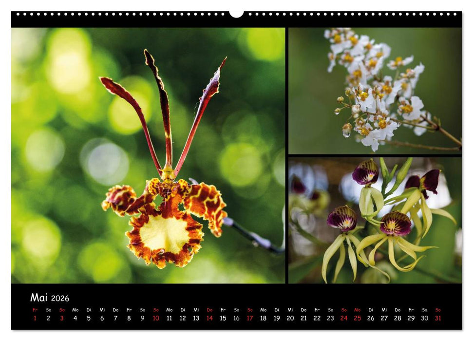 Dominikanische Republik Land & Leute (CALVENDO Premium Wandkalender 2026)