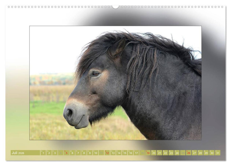 Pferde Vom Minishetty bis zum Kaltblut (CALVENDO Premium Wandkalender 2026)