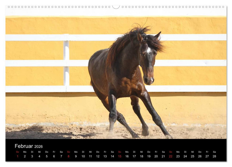 Caballos Spanische Pferde 2026 (CALVENDO Wandkalender 2026)