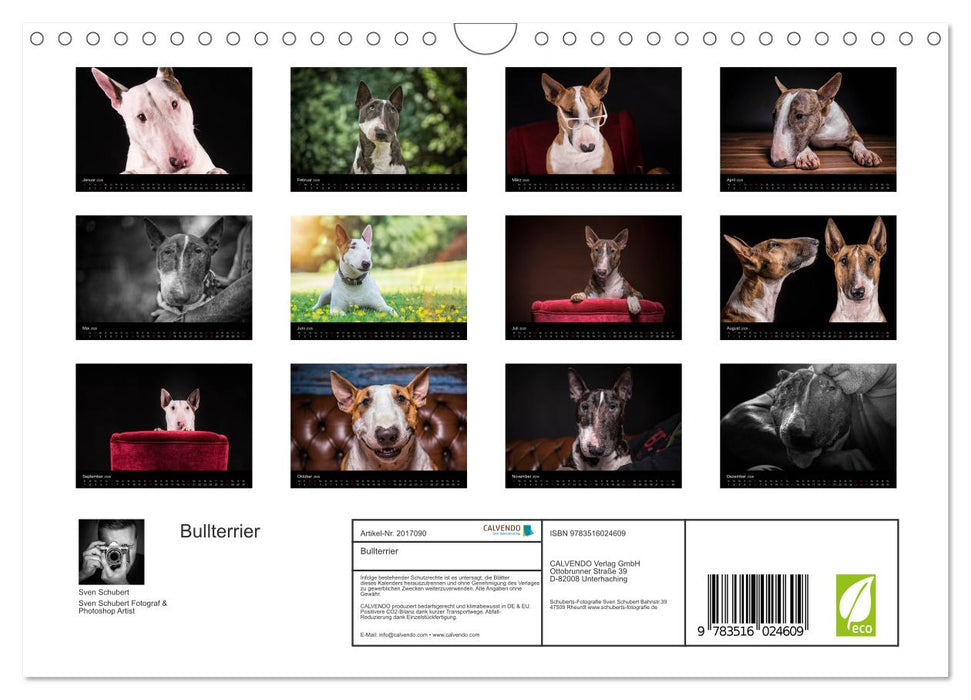 Bullterrier (CALVENDO Wandkalender 2026)