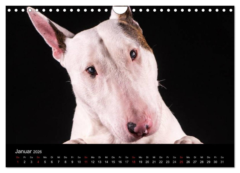 Bullterrier (CALVENDO Wandkalender 2026)