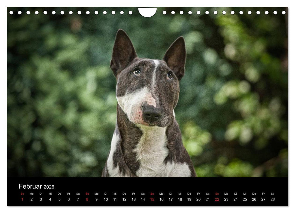 Bullterrier (CALVENDO Wandkalender 2026)