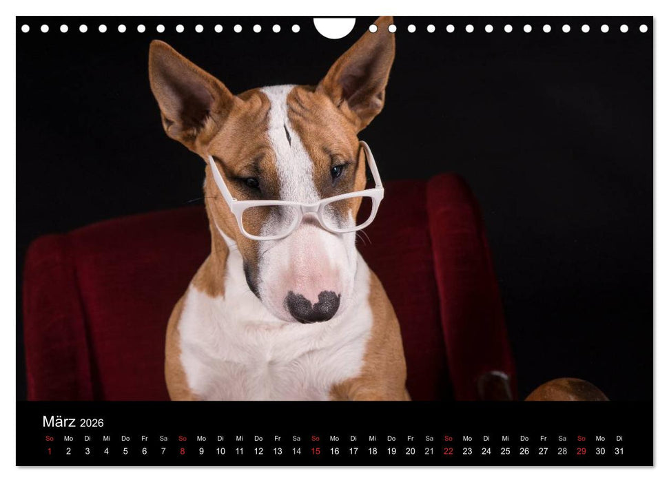 Bullterrier (CALVENDO Wandkalender 2026)