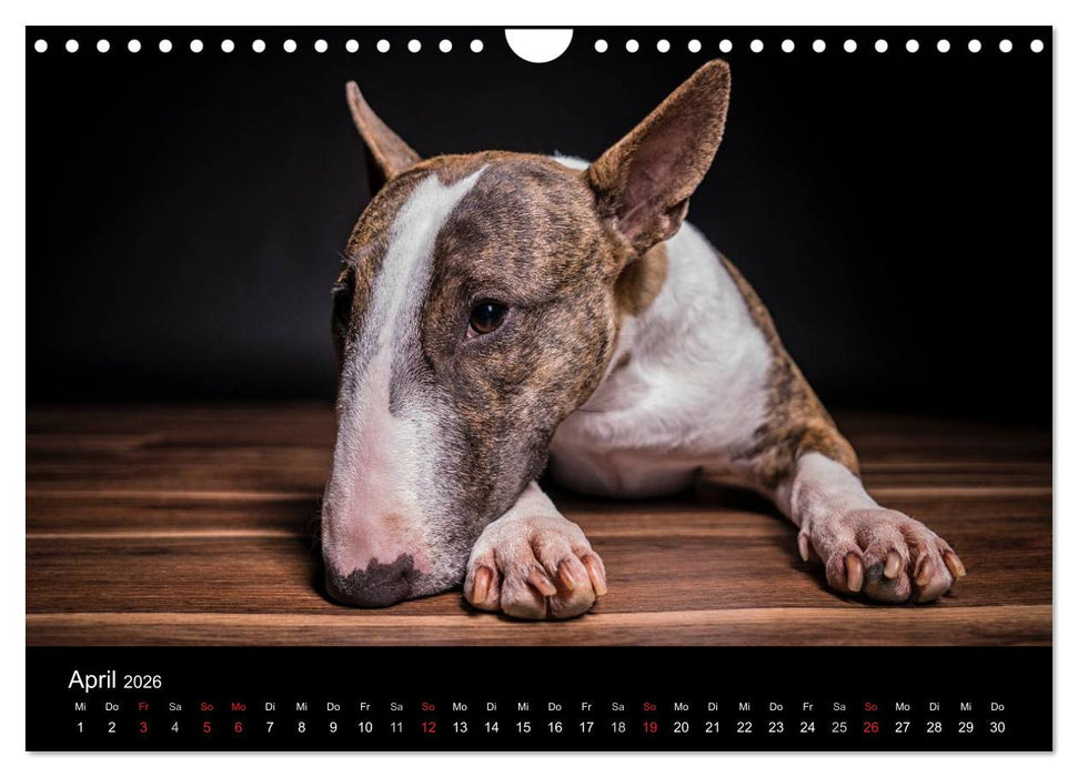 Bullterrier (CALVENDO Wandkalender 2026)