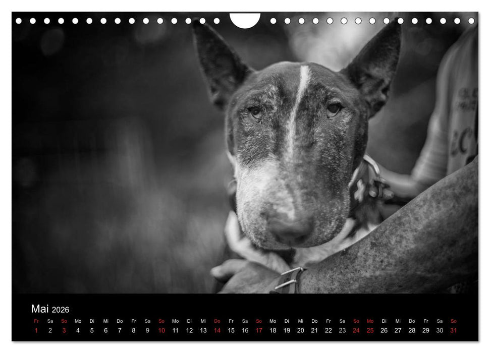 Bullterrier (CALVENDO Wandkalender 2026)