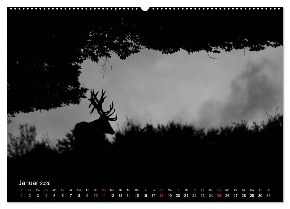 Der Rothirsch, König der Wälder (CALVENDO Premium Wandkalender 2026)
