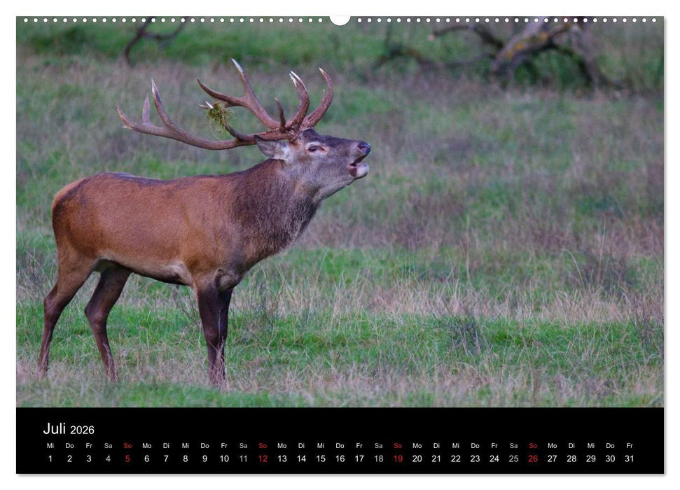 Der Rothirsch, König der Wälder (CALVENDO Premium Wandkalender 2026)