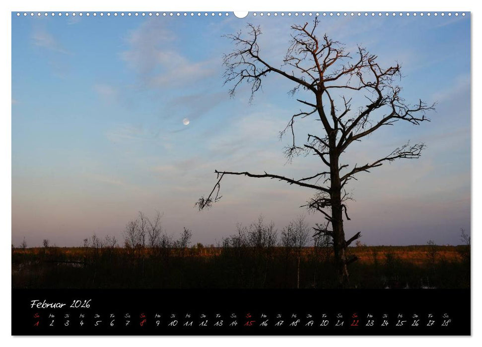 Im Goldenstedter Moor (CALVENDO Wandkalender 2026)