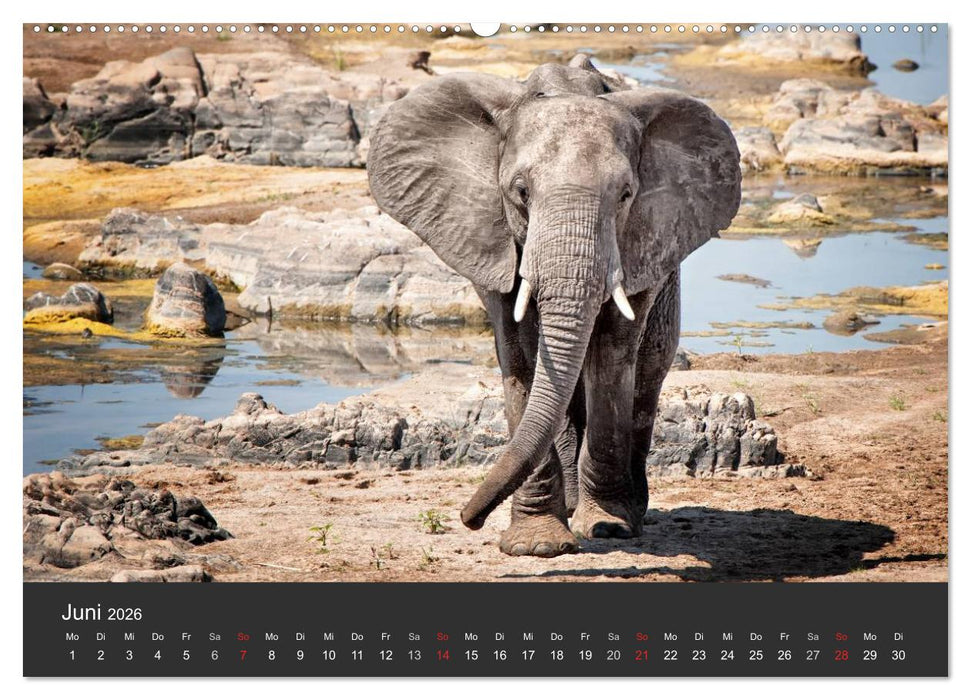Elefanten - Graue Riesen (CALVENDO Wandkalender 2026)