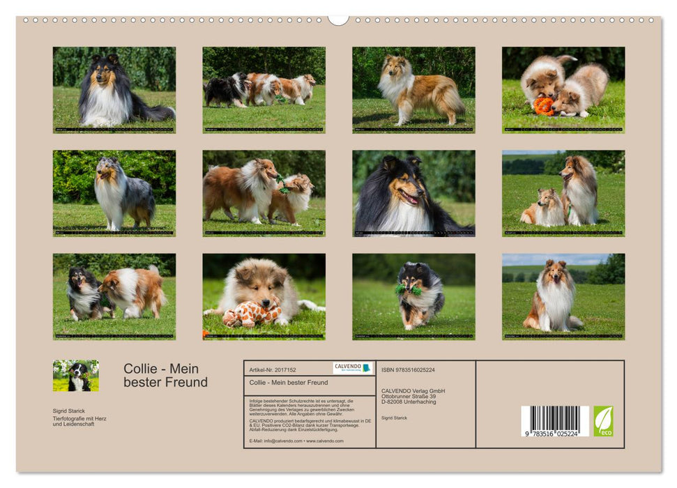Collie - Mein bester Freund (CALVENDO Premium Wandkalender 2026)