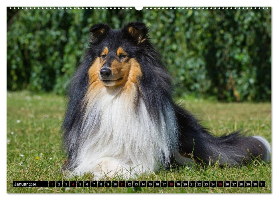 Collie - Mein bester Freund (CALVENDO Premium Wandkalender 2026)