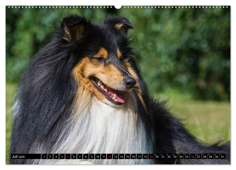 Collie - Mein bester Freund (CALVENDO Premium Wandkalender 2026)