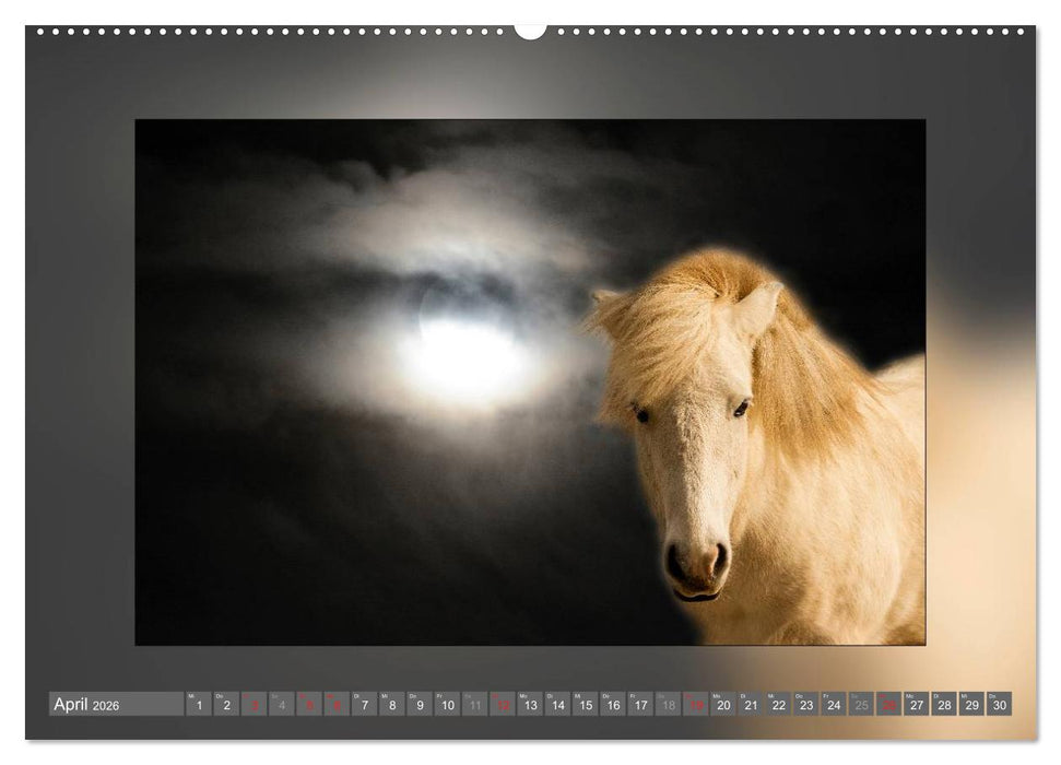 Pferde Vom Minishetty bis zum Kaltblut (CALVENDO Wandkalender 2026)