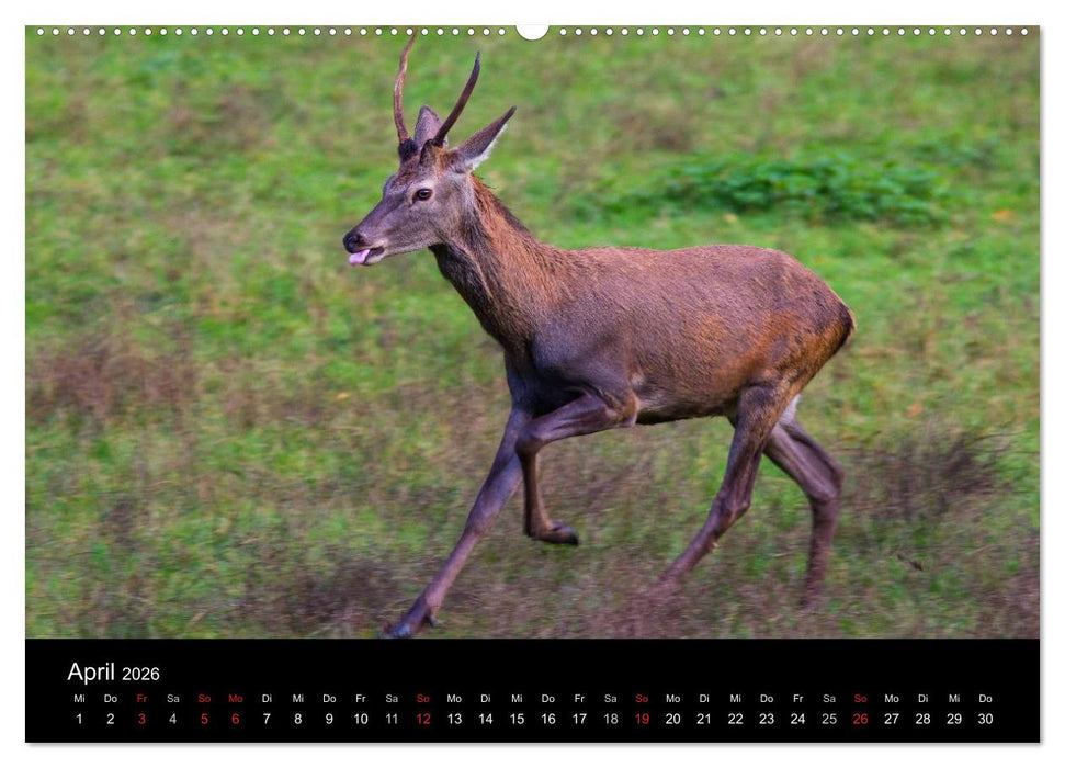 Der Rothirsch, König der Wälder (CALVENDO Wandkalender 2026)