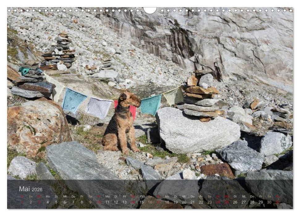Der Bergdale - mit Hund im Hochgebirge (CALVENDO Wandkalender 2026)