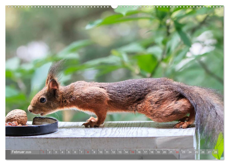 Eichhörnchen am Fenster (CALVENDO Wandkalender 2026)