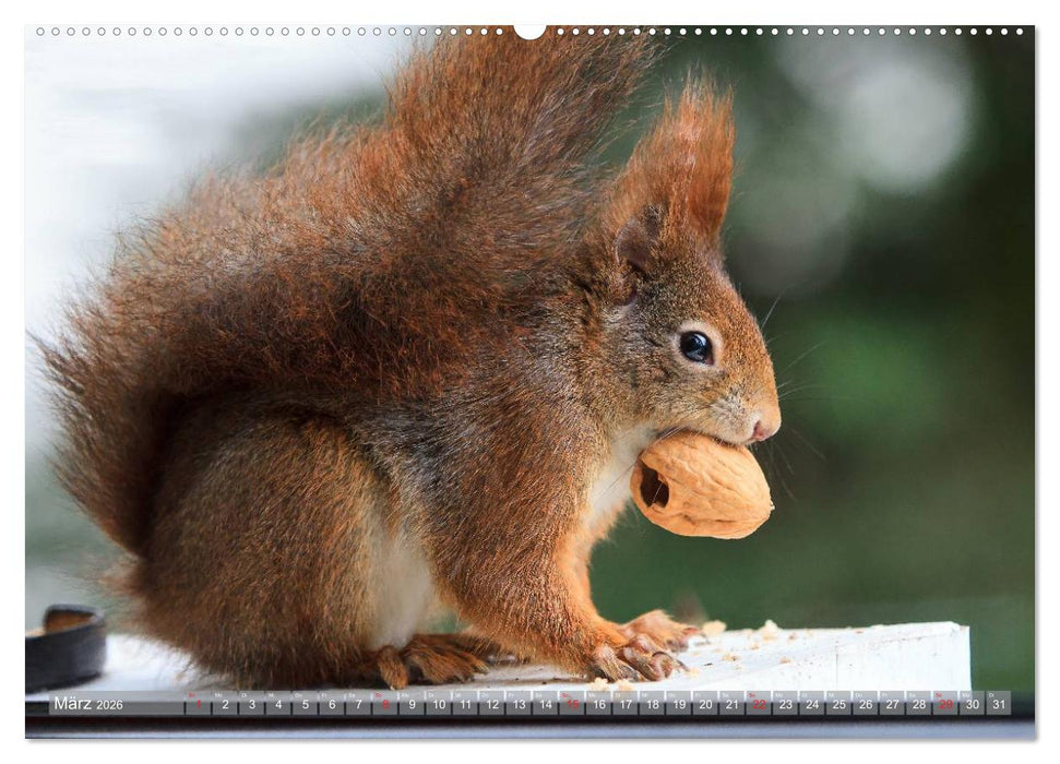 Eichhörnchen am Fenster (CALVENDO Wandkalender 2026)