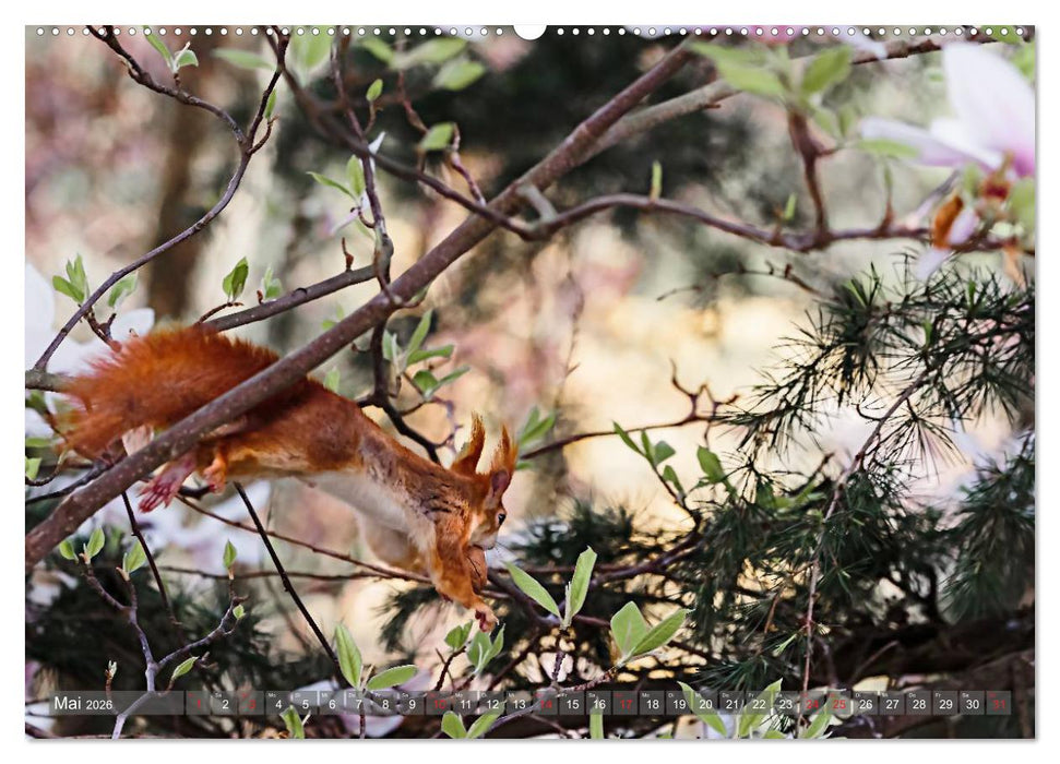 Eichhörnchen am Fenster (CALVENDO Wandkalender 2026)