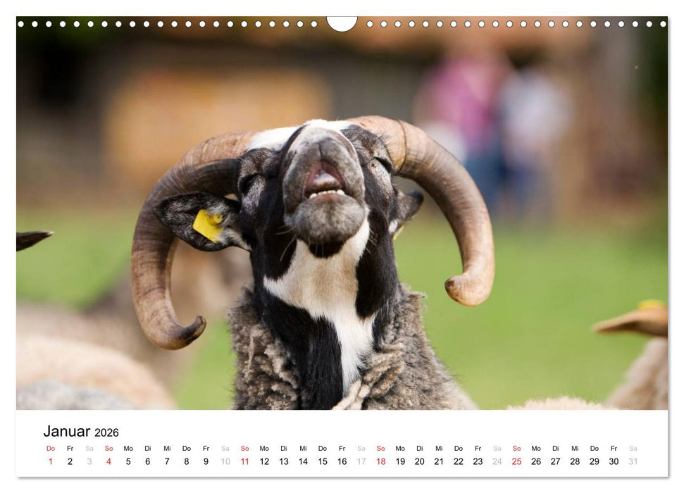 Bunte Welt des Bauernhofs (CALVENDO Wandkalender 2026)