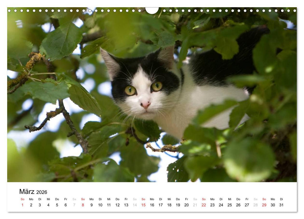 Bunte Welt des Bauernhofs (CALVENDO Wandkalender 2026)