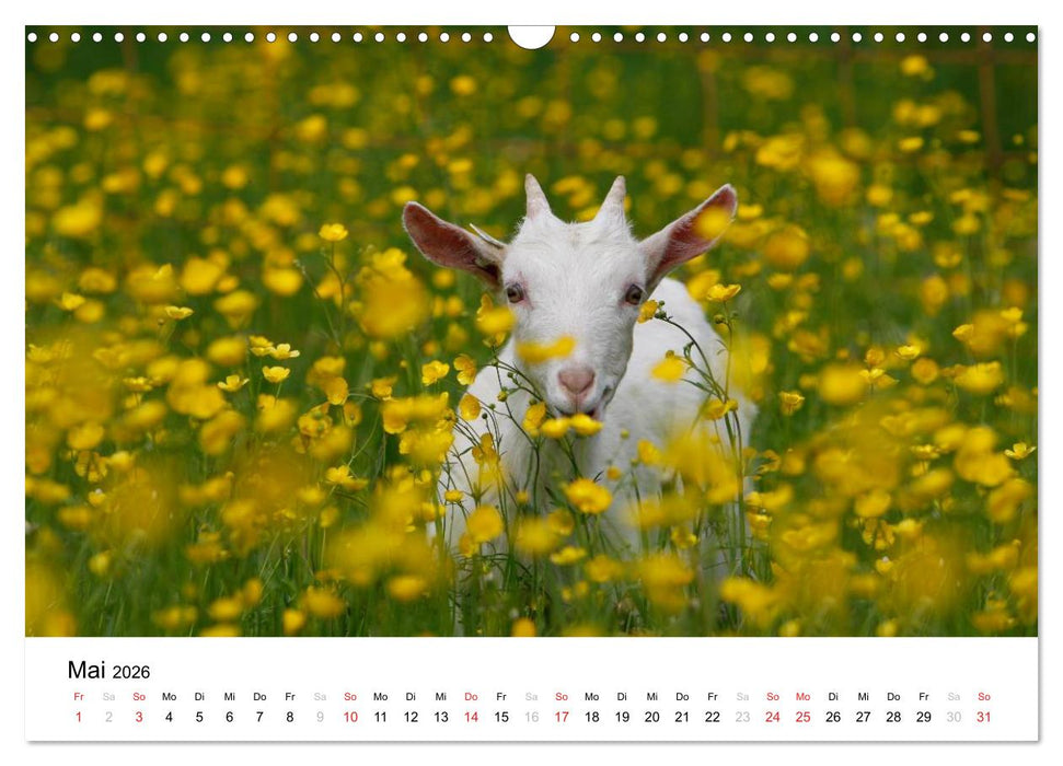 Bunte Welt des Bauernhofs (CALVENDO Wandkalender 2026)