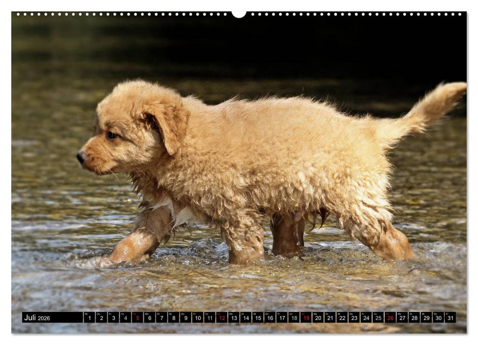 Nova Scotia Duck Tolling Retriever (CALVENDO Premium Wandkalender 2026)