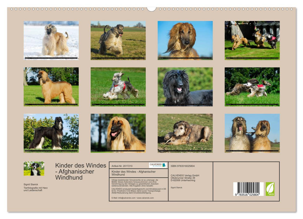 Kinder des Windes - Afghanischer Windhund (CALVENDO Premium Wandkalender 2026)