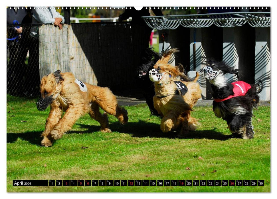 Kinder des Windes - Afghanischer Windhund (CALVENDO Premium Wandkalender 2026)