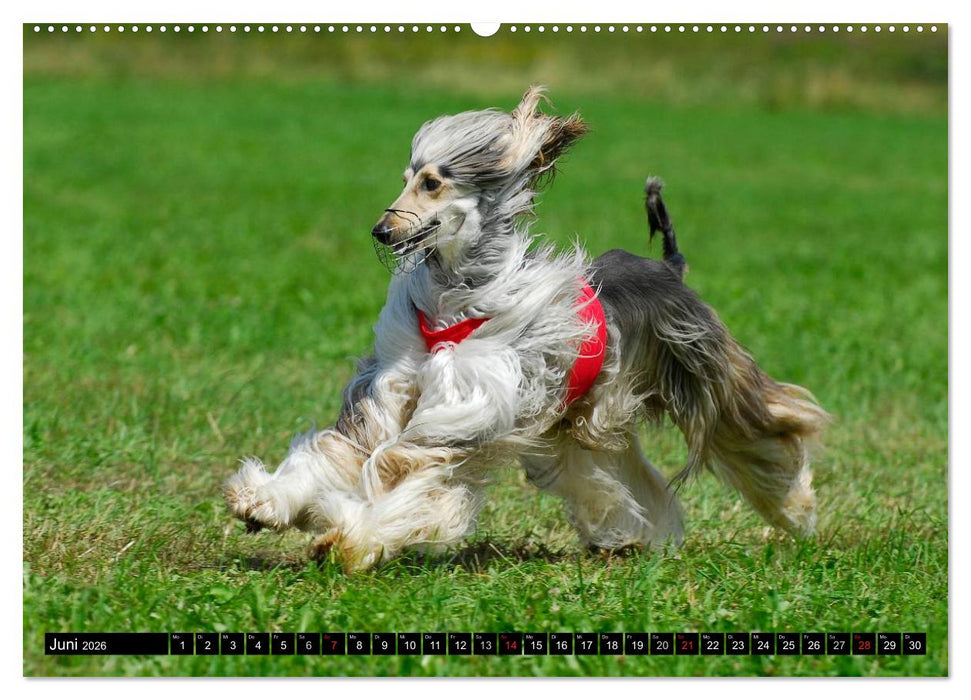 Kinder des Windes - Afghanischer Windhund (CALVENDO Premium Wandkalender 2026)