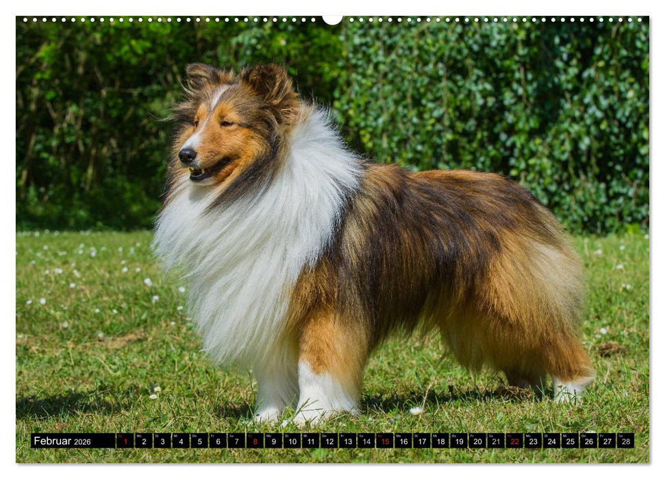 Traumhund Sheltie (CALVENDO Premium Wandkalender 2026)