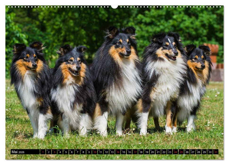 Traumhund Sheltie (CALVENDO Premium Wandkalender 2026)