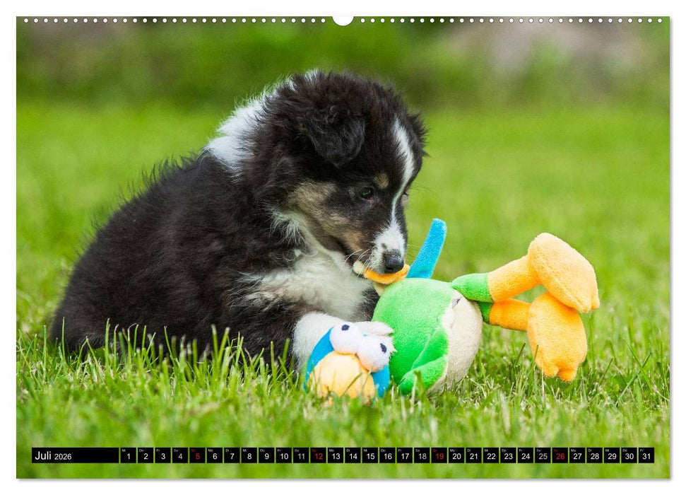 Traumhund Sheltie (CALVENDO Premium Wandkalender 2026)