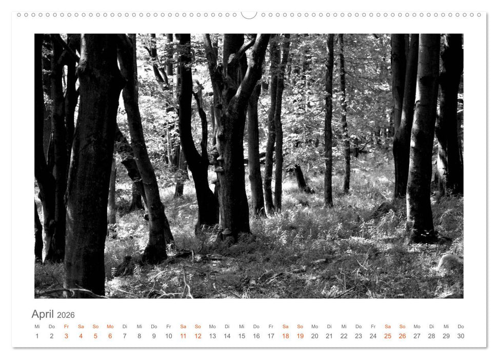 Quo Vadis? Wälder und Wege in der Röhn, Lüneburger Heide und der Mecklenburgischen Seenplatte (CALVENDO Premium Wandkalender 2026)