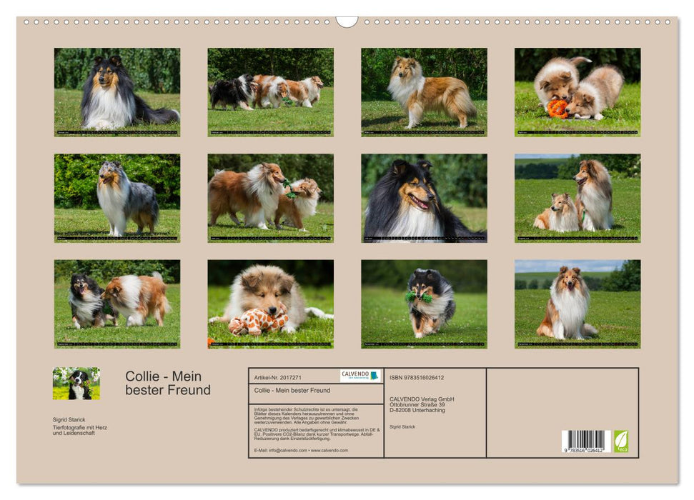 Collie - Mein bester Freund (CALVENDO Wandkalender 2026)