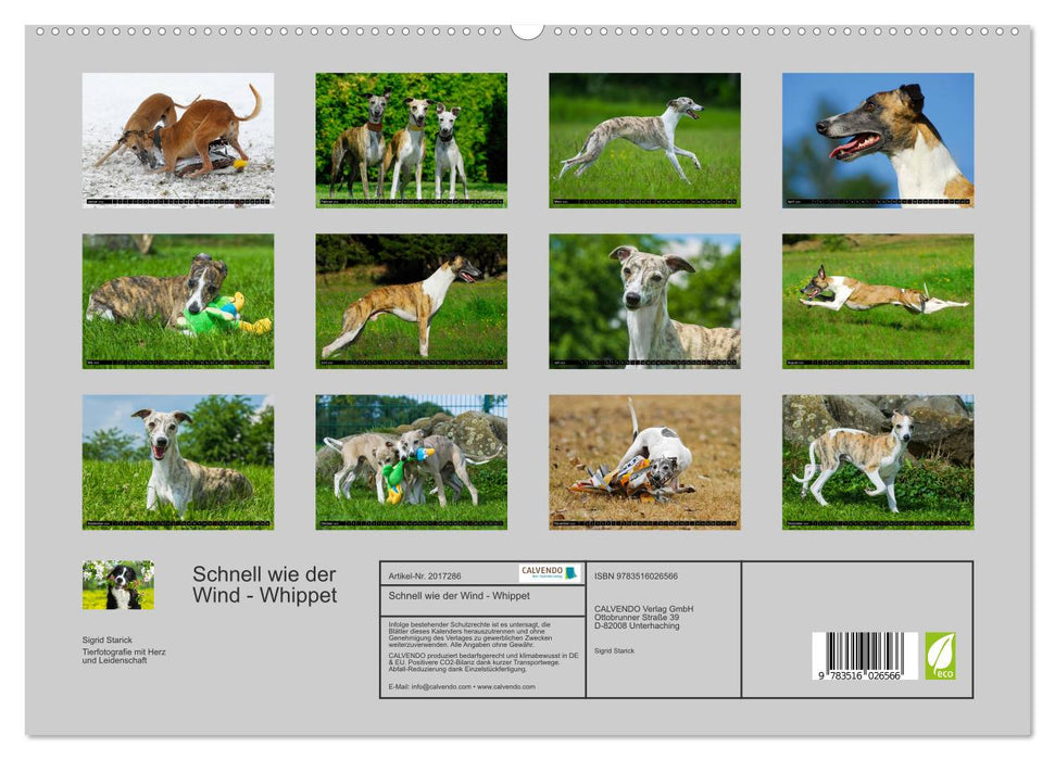 Schnell wie der Wind - Whippet (CALVENDO Premium Wandkalender 2026)