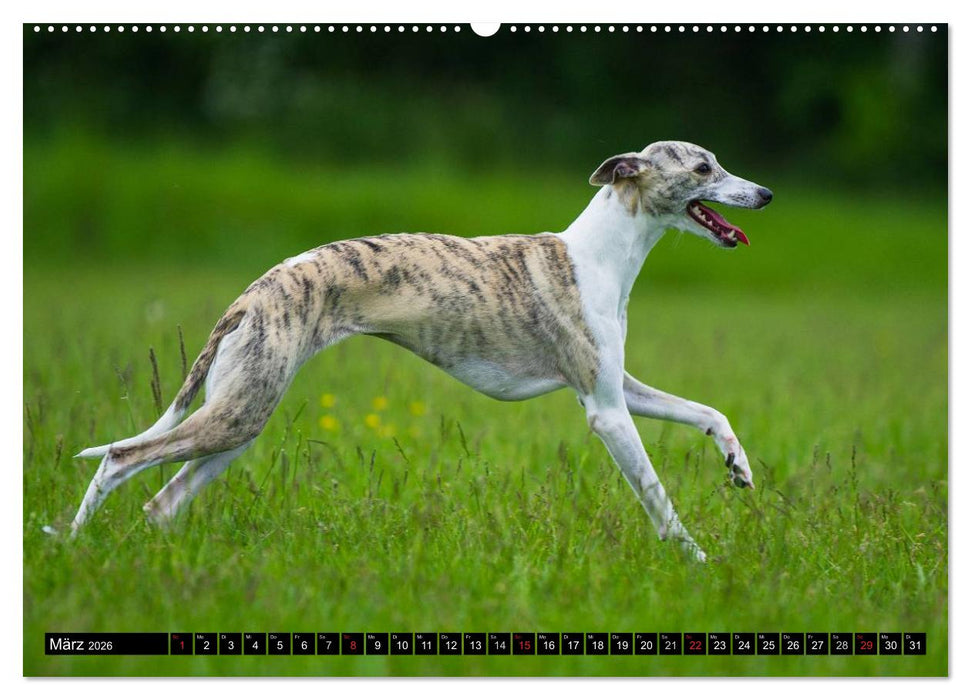 Schnell wie der Wind - Whippet (CALVENDO Premium Wandkalender 2026)