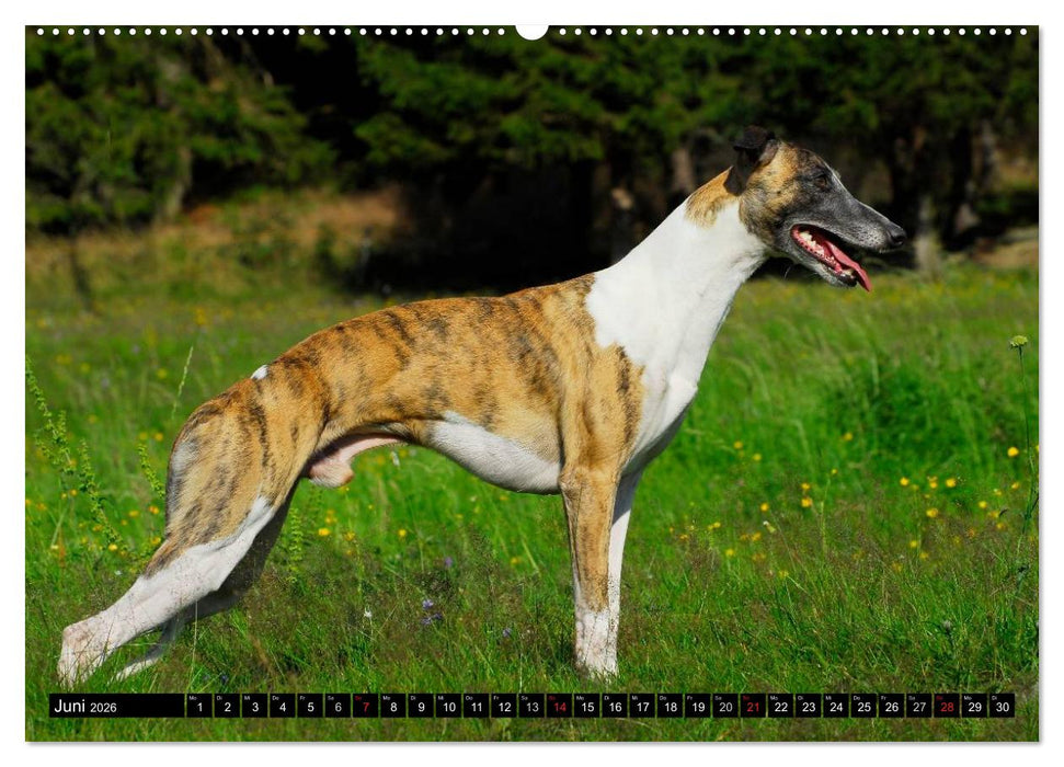 Schnell wie der Wind - Whippet (CALVENDO Premium Wandkalender 2026)