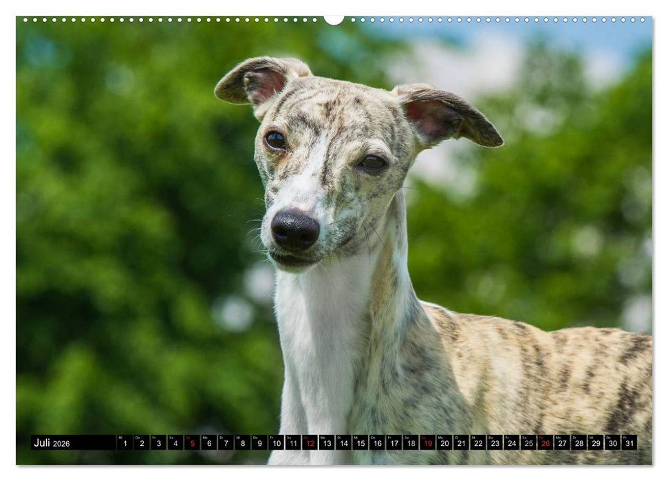 Schnell wie der Wind - Whippet (CALVENDO Premium Wandkalender 2026)