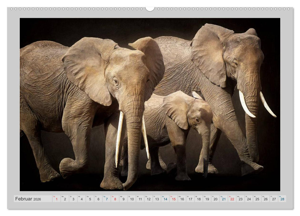Elefanten - Portraits der besonderen Art (CALVENDO Premium Wandkalender 2026)