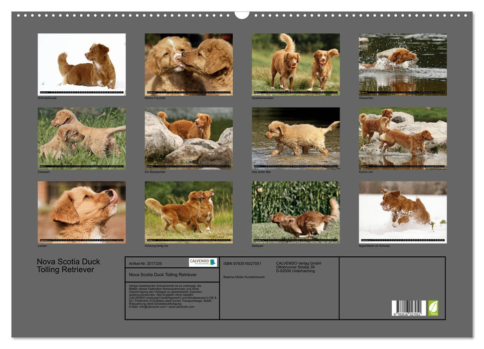 Nova Scotia Duck Tolling Retriever (CALVENDO Wandkalender 2026)