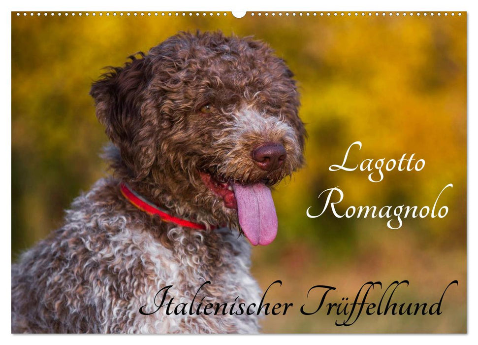 Lagotto Romagnolo - Italienischer Trüffelhund (CALVENDO Wandkalender 2026)