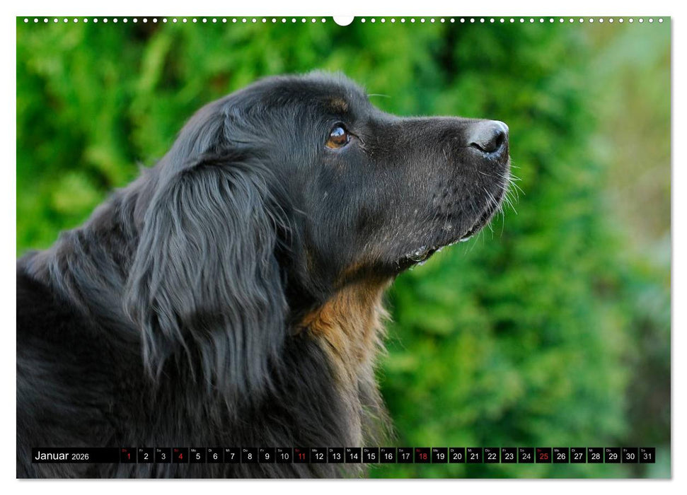 Mein bester Freund - Der Hovawart (CALVENDO Premium Wandkalender 2026)