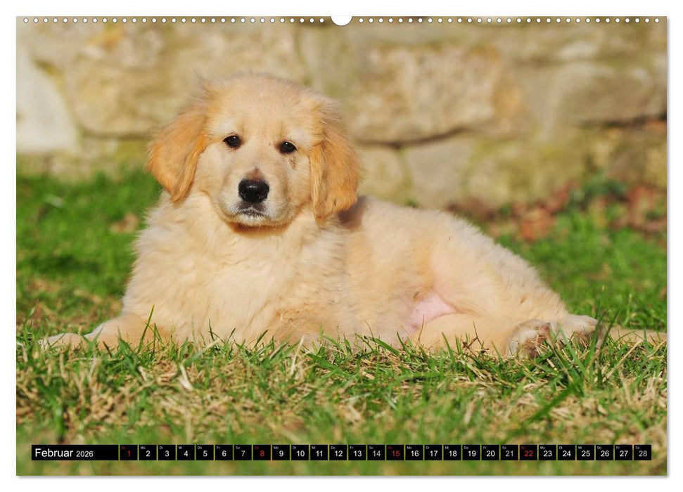 Mein bester Freund - Der Hovawart (CALVENDO Premium Wandkalender 2026)