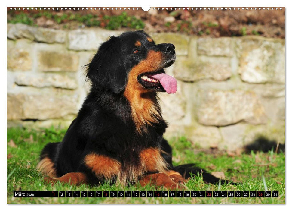Mein bester Freund - Der Hovawart (CALVENDO Premium Wandkalender 2026)