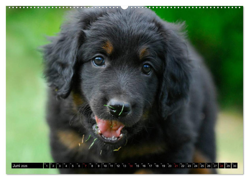 Mein bester Freund - Der Hovawart (CALVENDO Premium Wandkalender 2026)