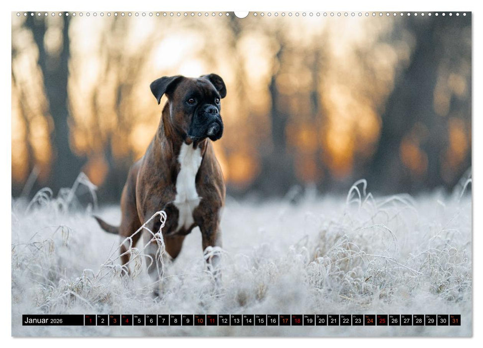 Käthe - ein Boxer mit Charme (CALVENDO Wandkalender 2026)