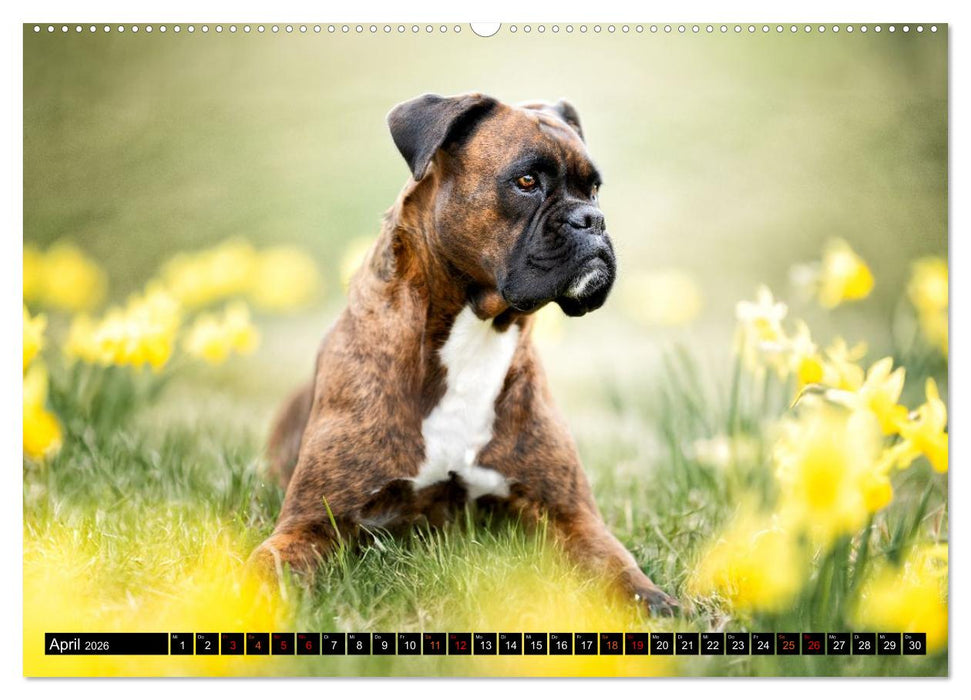 Käthe - ein Boxer mit Charme (CALVENDO Wandkalender 2026)