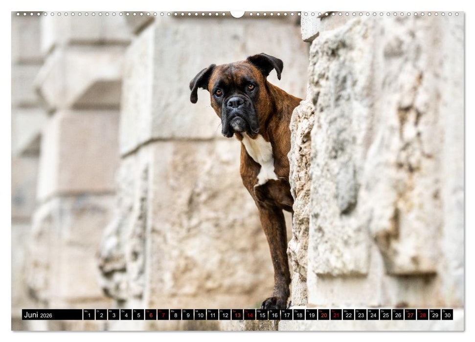 Käthe - ein Boxer mit Charme (CALVENDO Wandkalender 2026)