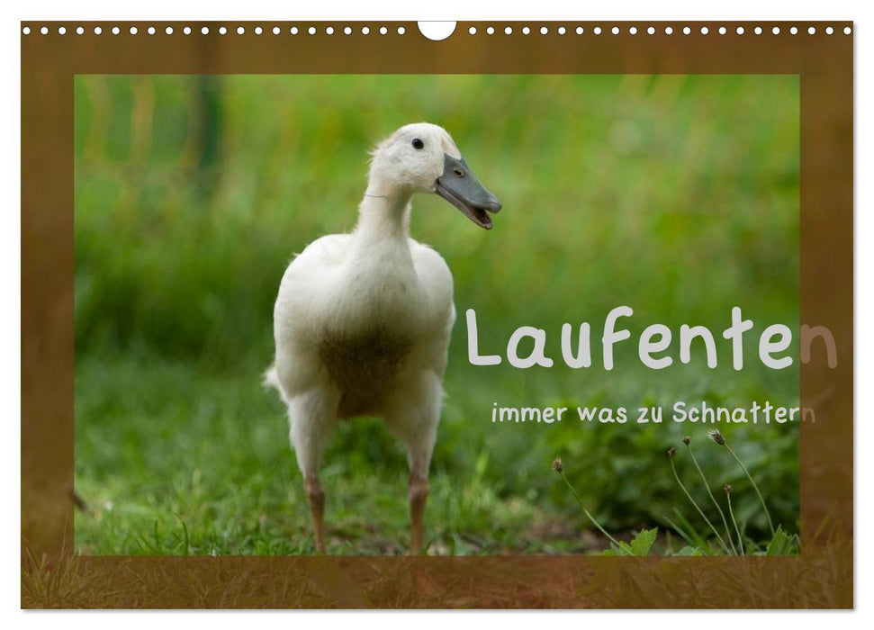 Laufenten immer was zu Schnattern (CALVENDO Wandkalender 2026)